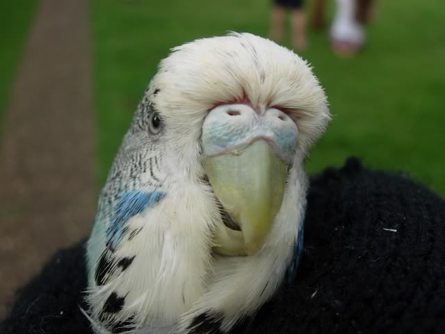 budgie.jpg