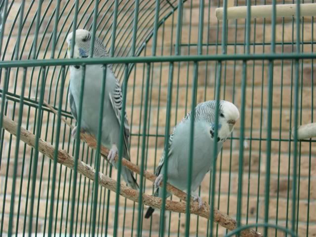 budgie003.jpg
