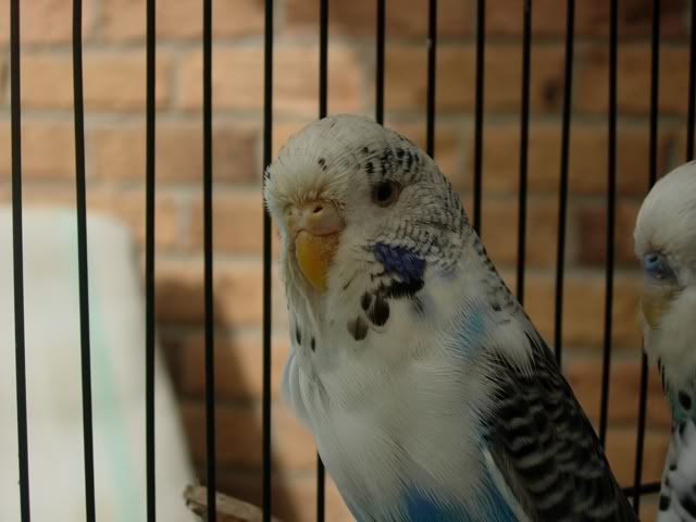 budgie010.jpg