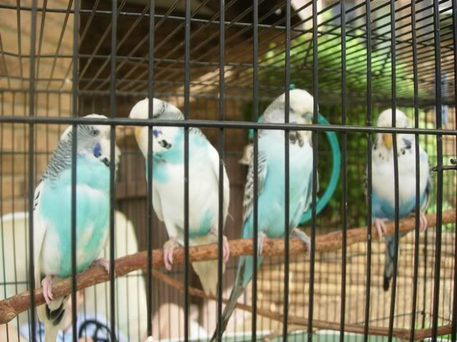 budgie015.jpg
