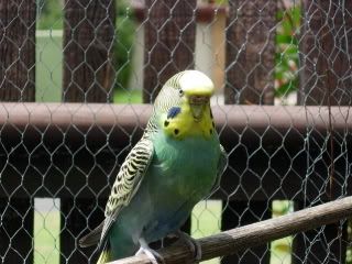 budgies.jpg