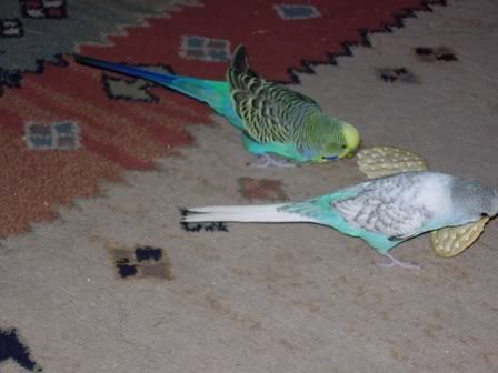 budgies001.jpg