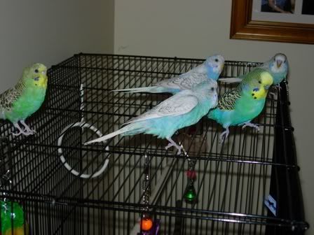 budgies010.jpg