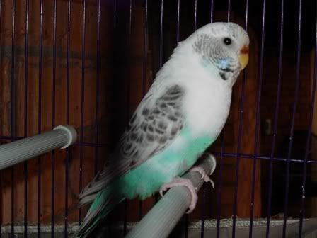 budgies020.jpg