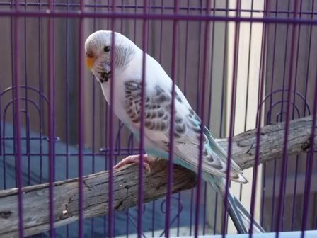 budgies023.jpg