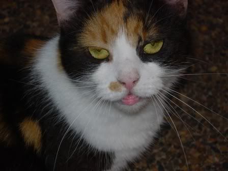 molly.jpg