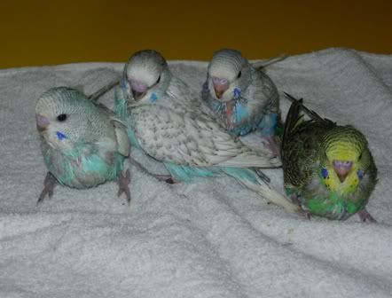 mybabiesat6weeks.jpg