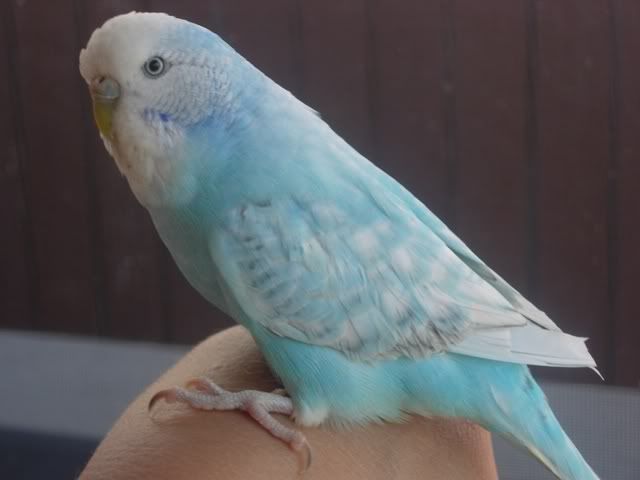 roxy001.jpg