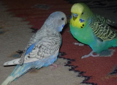 violetandtweety.jpg