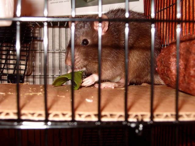 gaz with some spinach 2