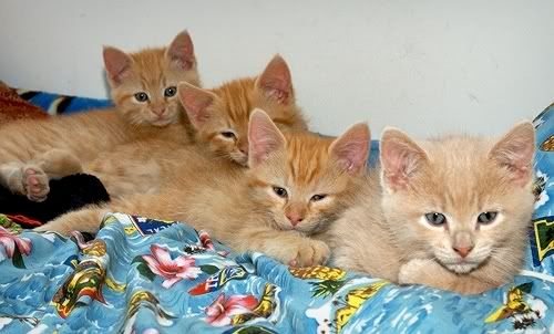 Kittens2.jpg kitten hugs image by cme_emme