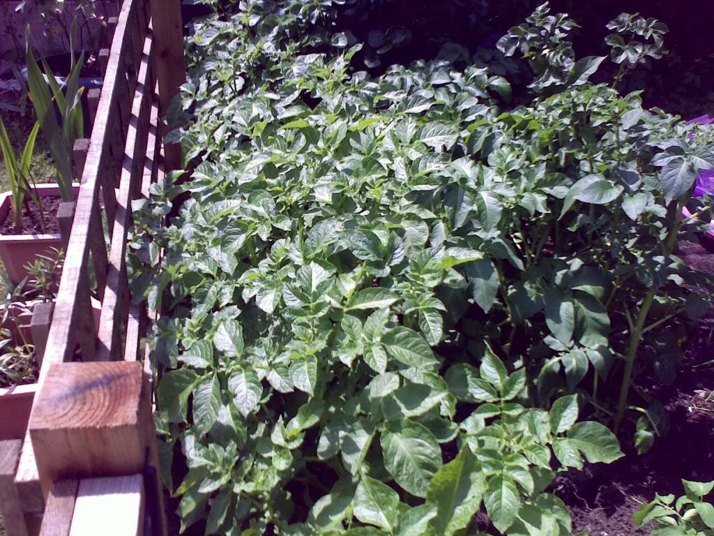 04062009276.jpg