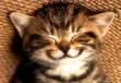 Happy cat smiley