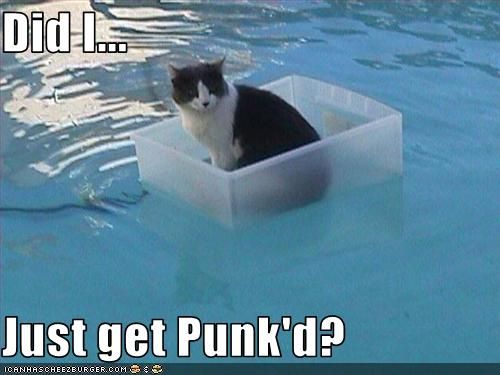 cat-floats-in-pool_zps295bde03.jpg