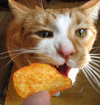 cats_and_potato_chips_0_zps96ebfa46.jpg