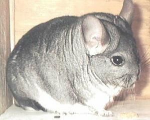 chinchilla_zps954dea41.jpg