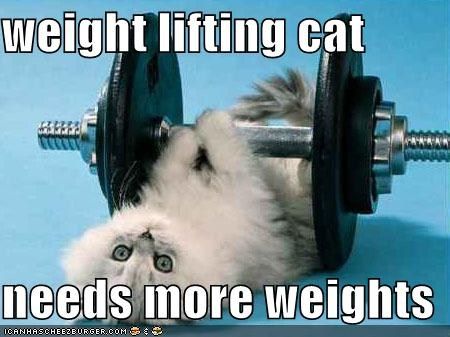 weightliftingcat2_zps76f56c1a.jpg