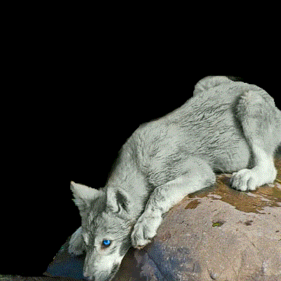 wolf pup animation Pictures, Images and Photos