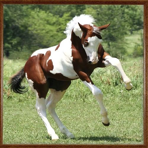 Beautiful Paint Horse Pictures, Images and Photos