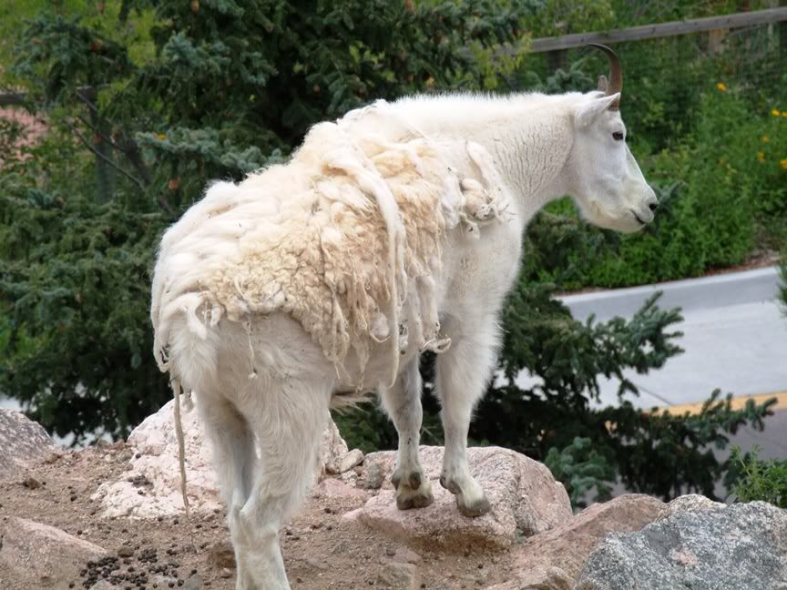 Asian Mountain Goat