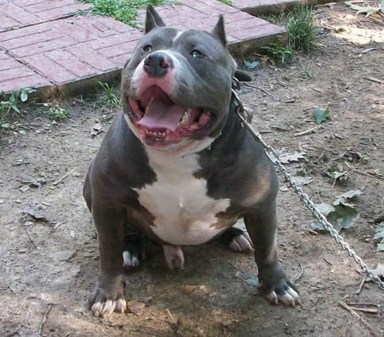 blue pitbull puppies for free. american pitbull puppies