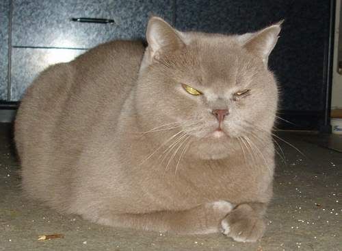 marvin.jpg