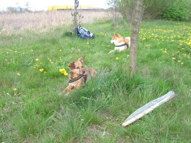 Bild
