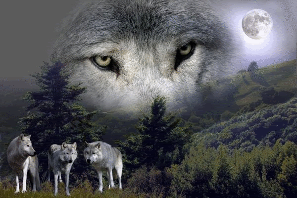 Wolves.gif Wolf in the Sky image by JanellaMaria