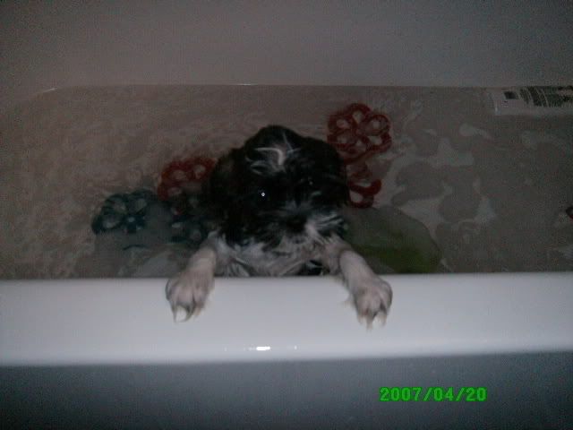 157aa477.jpg my cute dog taking a bath image by MelissaFuckenCharles_2007
