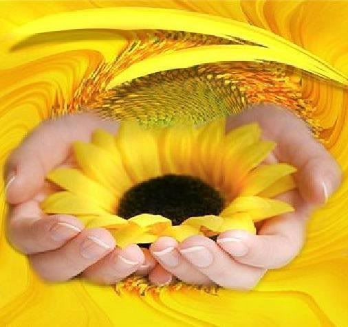 sun flower Pictures, Images and Photos