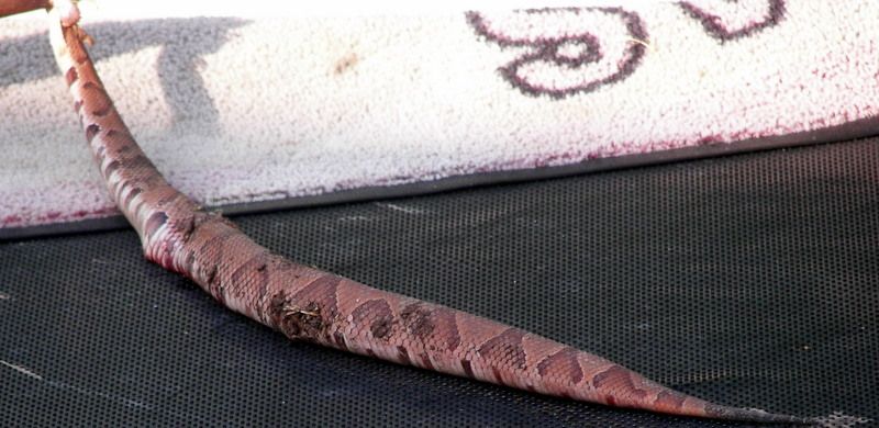 Is This a Copperhead? - Homesteading Questions