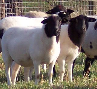 Dorper Sheep Pictures