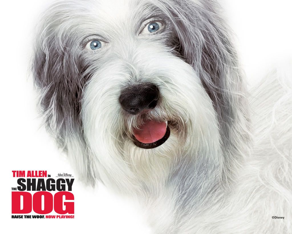 1_shaggy_wall12801.jpg