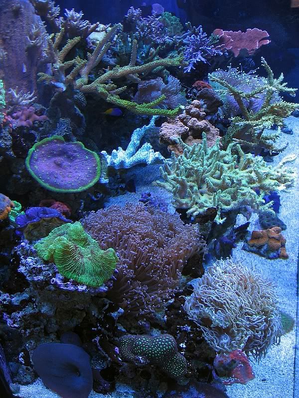 Aquascaping, Show your Skills... - Page 10 - Reef Central Online Community