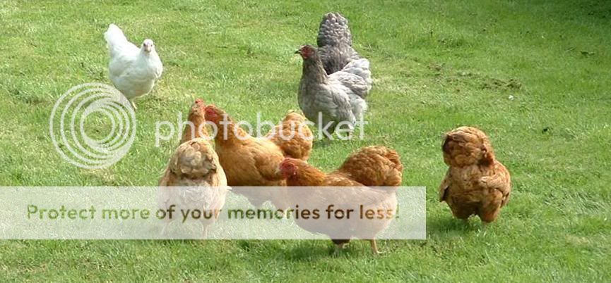 hens