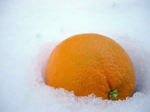 https://i221.photobucket.com/albums/dd48/nettle_/Orange_With_Snow_3.jpg