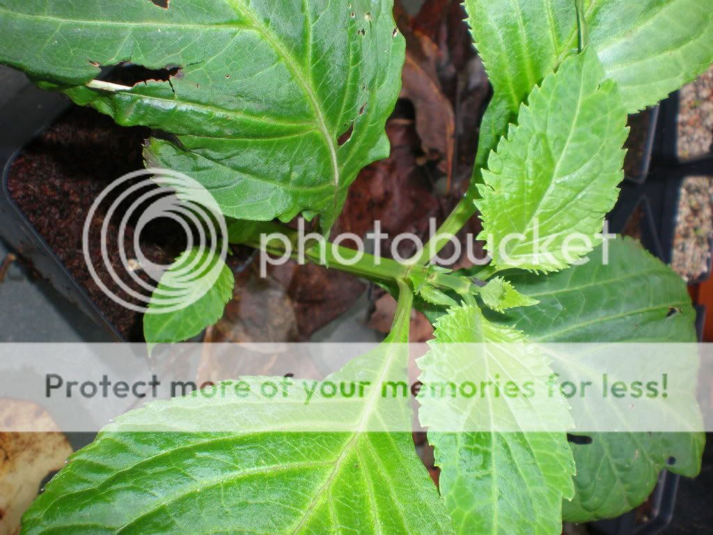 Teotzlcoatl's Salvia divinorum - Salvia Divinorum - Welcome to the DMT ...